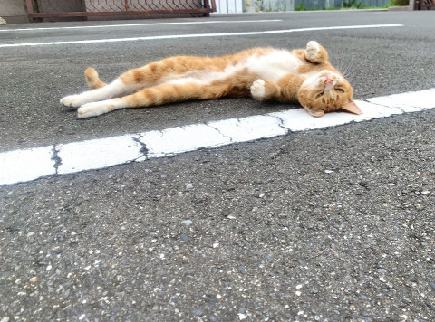 捜索中]埼玉県八潮市のたまちゃん - 迷い猫掲示板