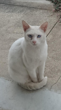 捜索中 迷い猫掲示板 長崎県大村市の にゃん太郎 ちゃん 迷子の飼い猫を探しています ネコジルシ