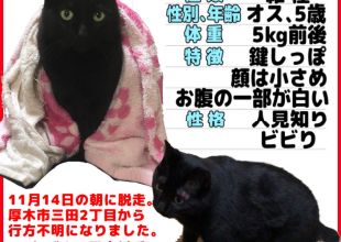 迷い猫掲示板 神奈川県 迷子の飼い猫を探しています ネコジルシ