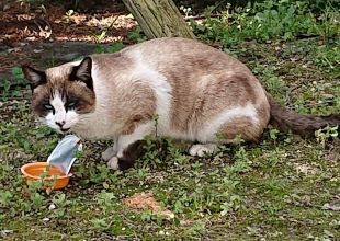 迷い猫掲示板 迷子の飼い猫を探しています ネコジルシ