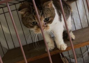 迷い猫掲示板 迷子の飼い猫を探しています ネコジルシ