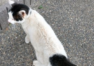 迷い猫掲示板 迷子の飼い猫を探しています ネコジルシ