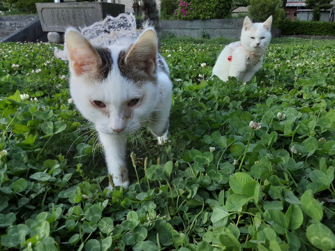 終了]徳島県徳島市のマリン(海)ちゃん - 迷い猫掲示板