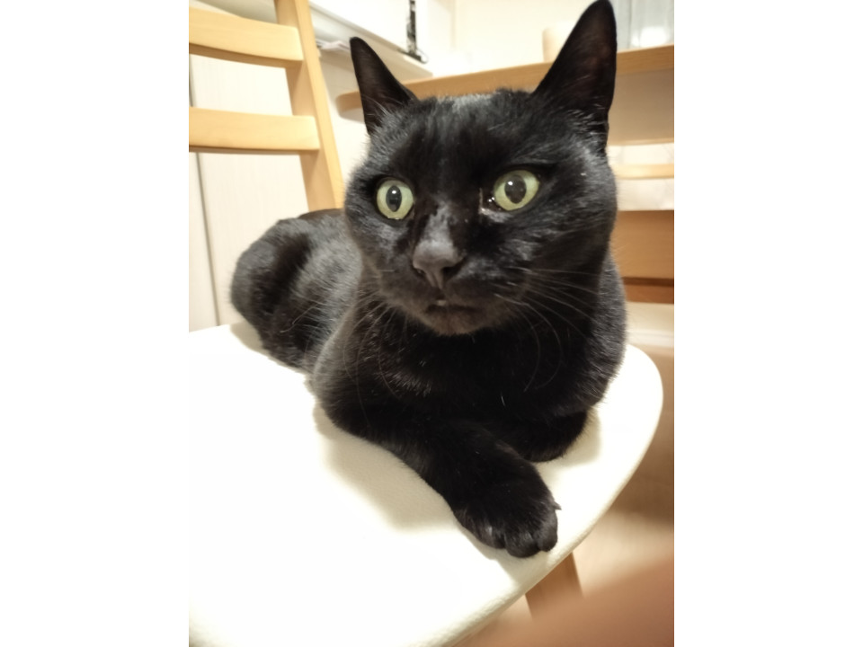 捜索中]神奈川県横浜市港南区のおはぎちゃん - 迷い猫掲示板