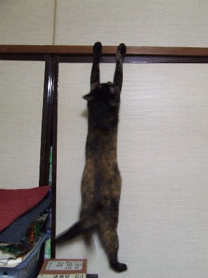 ぶら下がり健康法 かわいい猫写真 猫画像の投稿サイト ネコジルシ