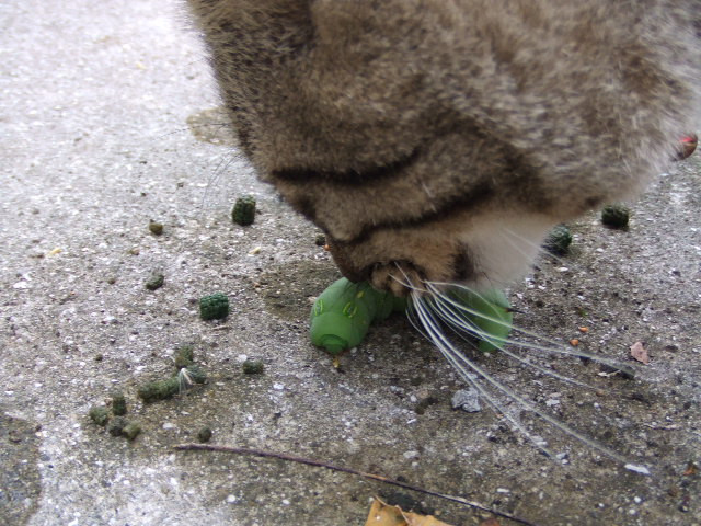 芋虫 かわいい猫写真 猫画像の投稿サイト ネコジルシ