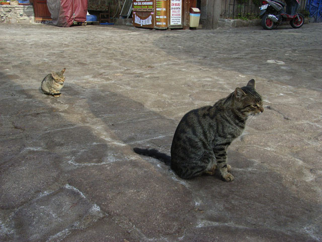 三歩下がって師の影を踏まず かわいい猫写真 猫画像の投稿サイト ネコジルシ