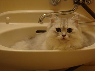 ゴミ箱に続き洗面台 かわいい猫写真 猫画像の投稿サイト ネコジルシ