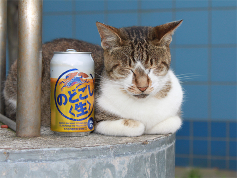 酔っ払い かわいい猫写真 猫画像の投稿サイト ネコジルシ