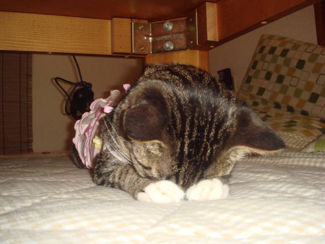 授業中の居眠り かわいい猫写真 猫画像の投稿サイト ネコジルシ