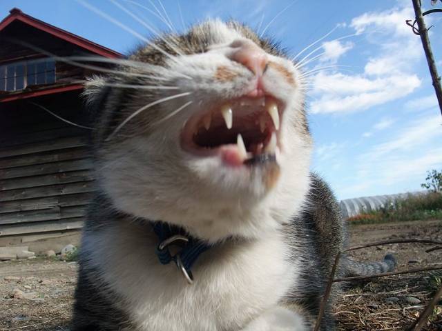 牙っっっ！ - かわいい猫写真u0026猫画像の投稿サイト - ネコジルシ