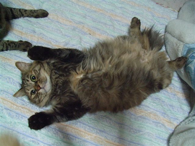 たまちゃん今までありがとう かわいい猫写真 猫画像の投稿サイト ネコジルシ