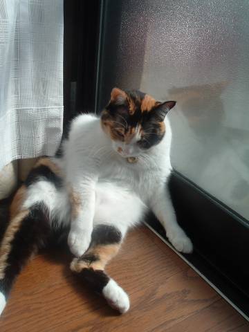 ああ 御子神さんになりたい かわいい猫写真 猫画像の投稿サイト ネコジルシ