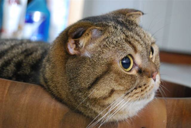 丸顔 かわいい猫写真 猫画像の投稿サイト ネコジルシ