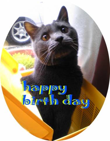 Happy Birthday かわいい猫写真 猫画像の投稿サイト ネコジルシ