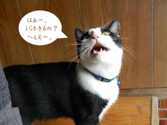 しらをきるの かわいい猫写真 猫画像の投稿サイト ネコジルシ