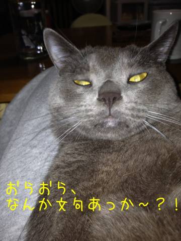 目つきの悪いコアラ かわいい猫写真 猫画像の投稿サイト ネコジルシ