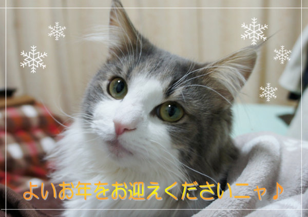 今年もお世話になりました 0 かわいい猫写真 猫画像の投稿サイト ネコジルシ