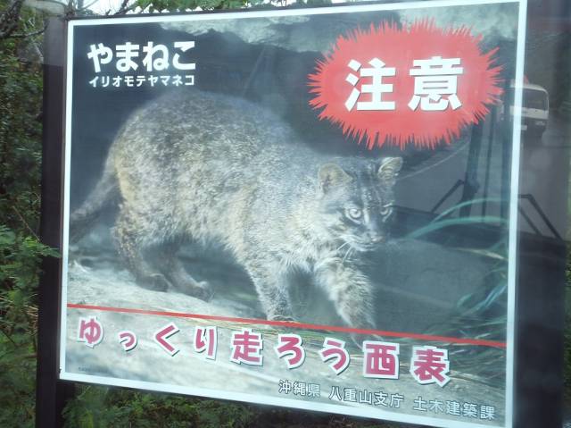 猫の島 その４ イリオモテヤマネコ の看板 かわいい猫写真 猫画像の投稿サイト ネコジルシ