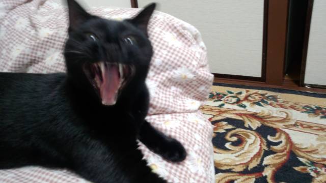 D ガクガクブルブル かわいい猫写真 猫画像の投稿サイト ネコジルシ