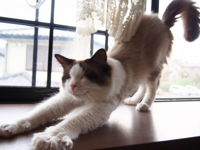 レオ君の横伸びぃ かわいい猫写真 猫画像の投稿サイト ネコジルシ