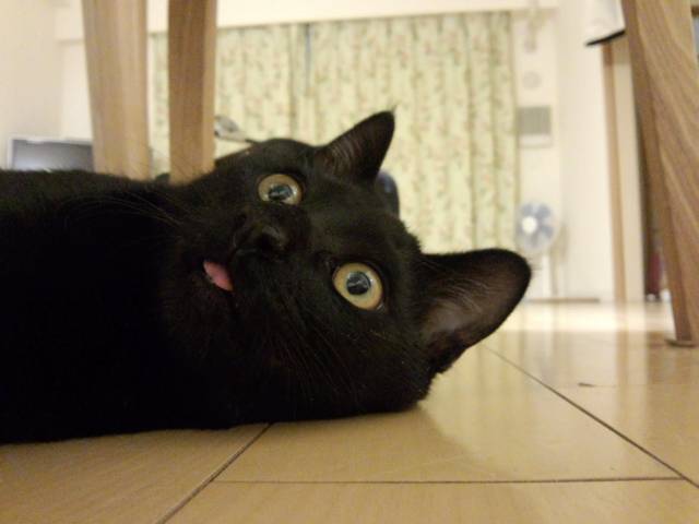 間抜け顔 かわいい猫写真 猫画像の投稿サイト ネコジルシ