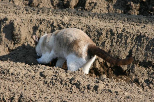 土を掘る猫 かわいい猫写真 猫画像の投稿サイト ネコジルシ