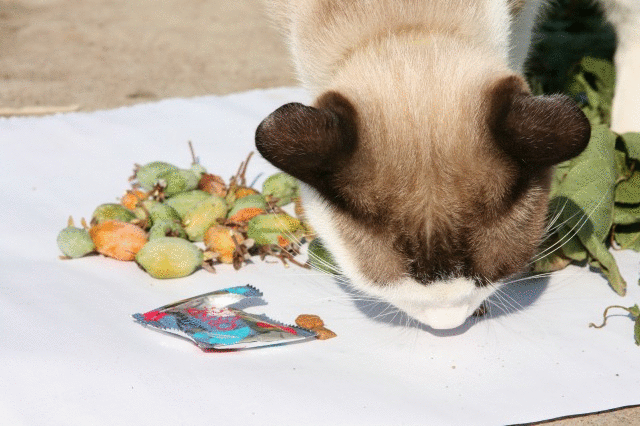 またたび クリチュー かわいい猫写真 猫画像の投稿サイト ネコジルシ