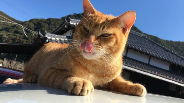 ぺろーん かわいい猫写真 猫画像の投稿サイト ネコジルシ