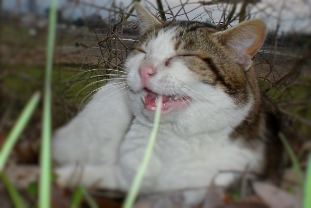笑顔をありがとう かわいい猫写真 猫画像の投稿サイト ネコジルシ