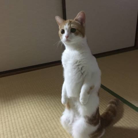 ついに立ち上がったu203c️ - かわいい猫写真u0026猫画像の投稿サイト - ネコジルシ