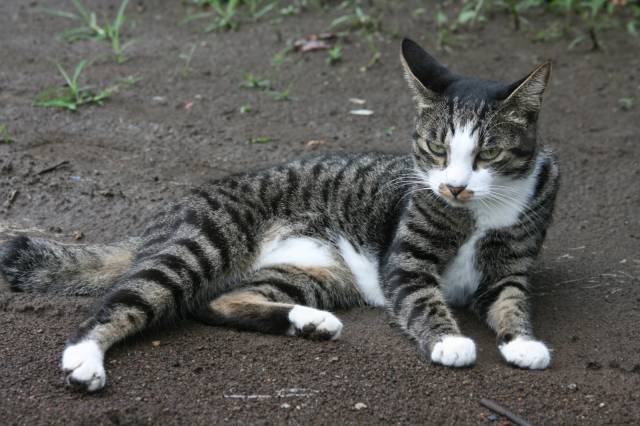 トラ猫ハチワレ 怒る かわいい猫写真 猫画像の投稿サイト ネコジルシ