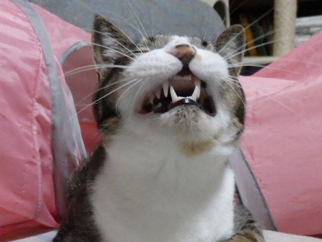 綺麗な歯でしょ かわいい猫写真 猫画像の投稿サイト ネコジルシ