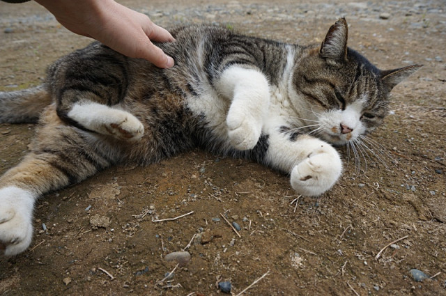 あんよ蹴りけり かわいい猫写真 猫画像の投稿サイト ネコジルシ