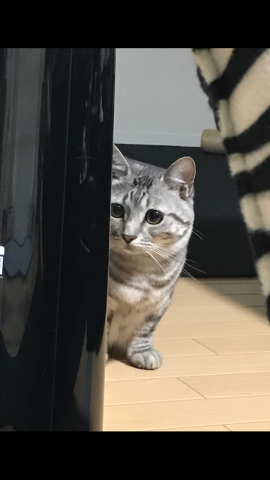 チラッ かわいい猫写真 猫画像の投稿サイト ネコジルシ