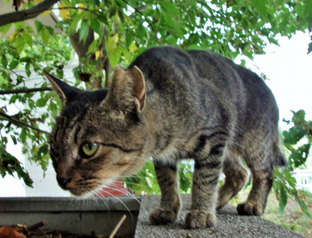 威嚇 かわいい猫写真 猫画像の投稿サイト ネコジルシ