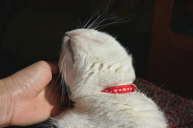 顎 かわいい猫写真 猫画像の投稿サイト ネコジルシ
