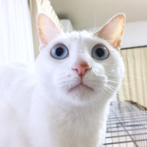 おもしろ顔 かわいい猫写真 猫画像の投稿サイト ネコジルシ