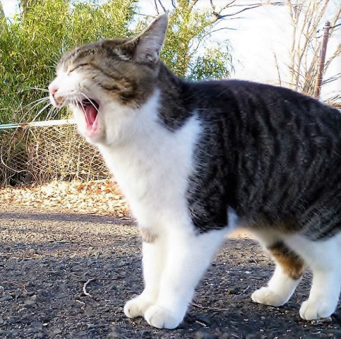 横顔祭り ありがとう かわいい猫写真 猫画像の投稿サイト ネコジルシ