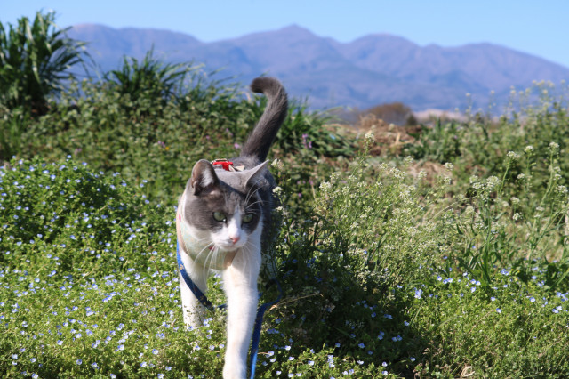 チーと野の花と赤城山 かわいい猫写真 猫画像の投稿サイト ネコジルシ