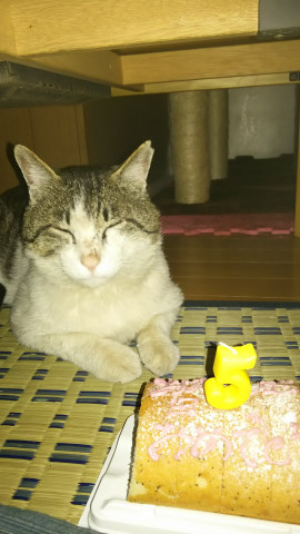 遅れた 誕生日おめでとう かわいい猫写真 猫画像の投稿サイト ネコジルシ