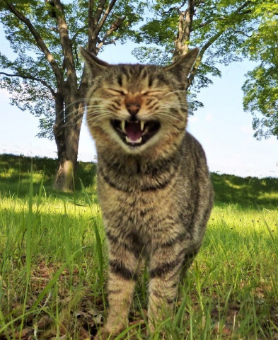 笑い顔 かわいい猫写真 猫画像の投稿サイト ネコジルシ