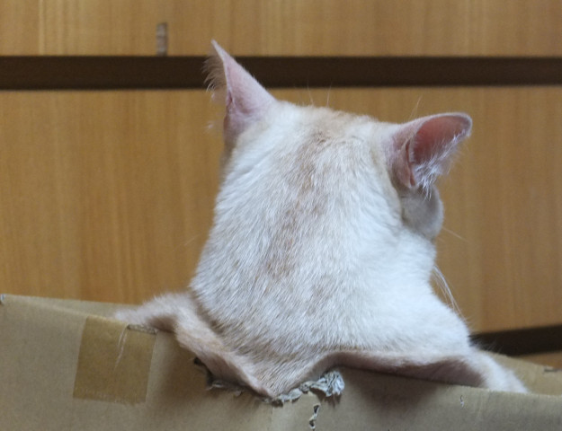 オー次郎 かわいい猫写真 猫画像の投稿サイト ネコジルシ