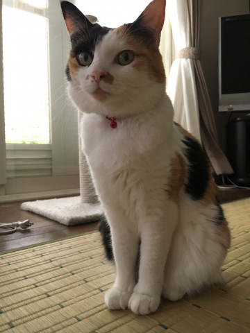おすましナナ かわいい猫写真 猫画像の投稿サイト ネコジルシ