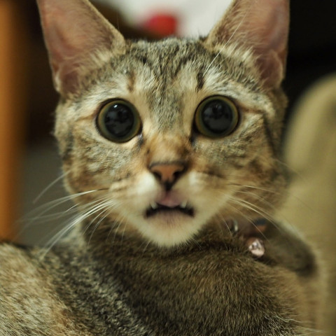 面白い顔 かわいい猫写真 猫画像の投稿サイト ネコジルシ