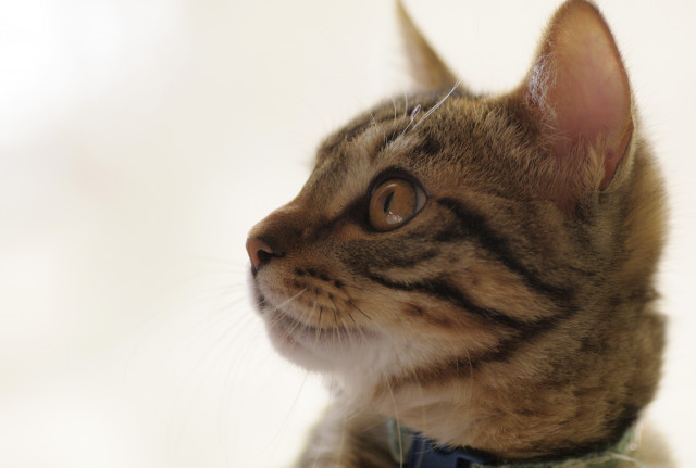 横顔祭り かわいい猫写真 猫画像の投稿サイト ネコジルシ