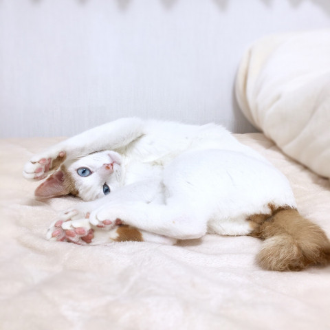おどける かわいい猫写真 猫画像の投稿サイト ネコジルシ