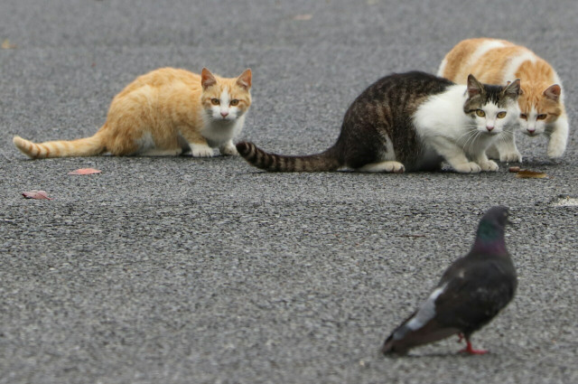 狙われてる 鳩 かわいい猫写真 猫画像の投稿サイト ネコジルシ