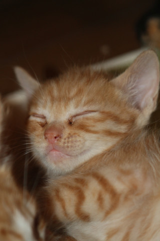 寝笑い かわいい猫写真 猫画像の投稿サイト ネコジルシ