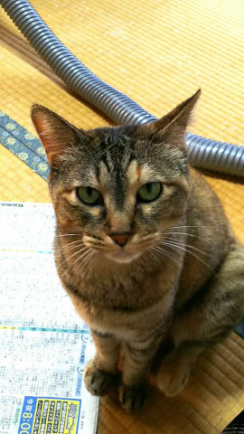 うずらちゃん かわいい猫写真 猫画像の投稿サイト ネコジルシ